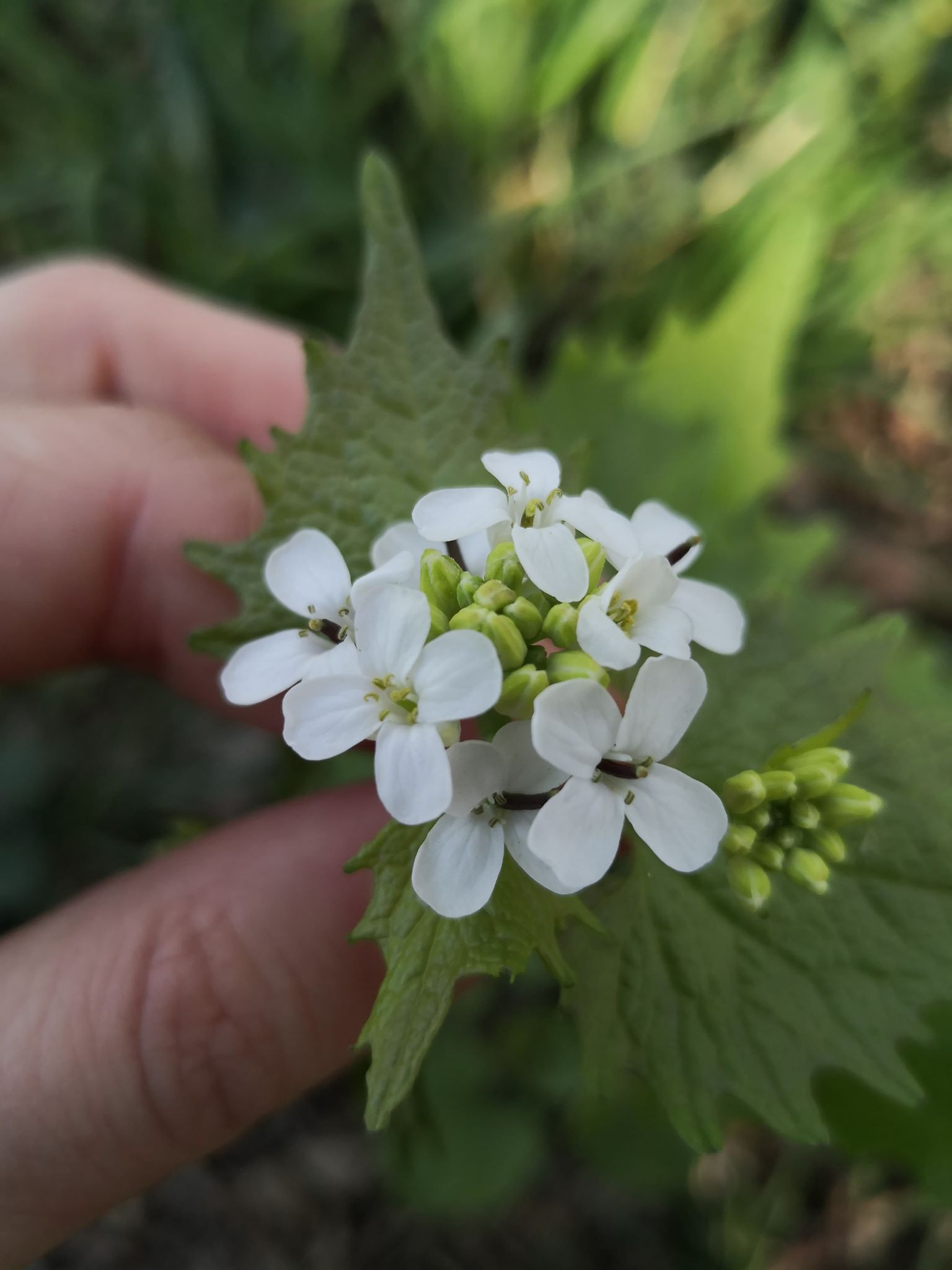 Annexe 92204034_688089461947605_5473560996956078080_n.jpg