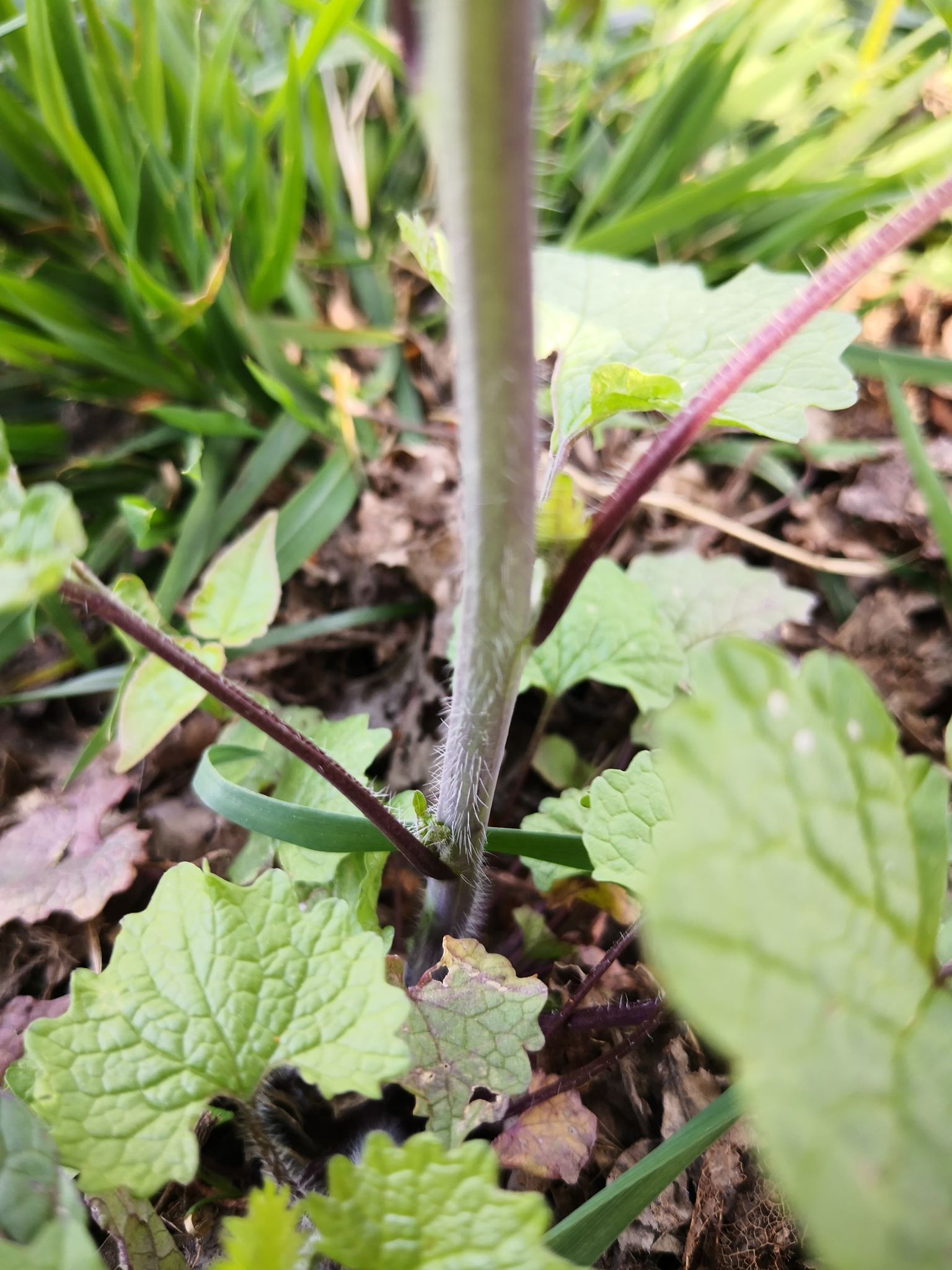 Annexe 92435119_1063732127342772_8180516057119719424_n.jpg