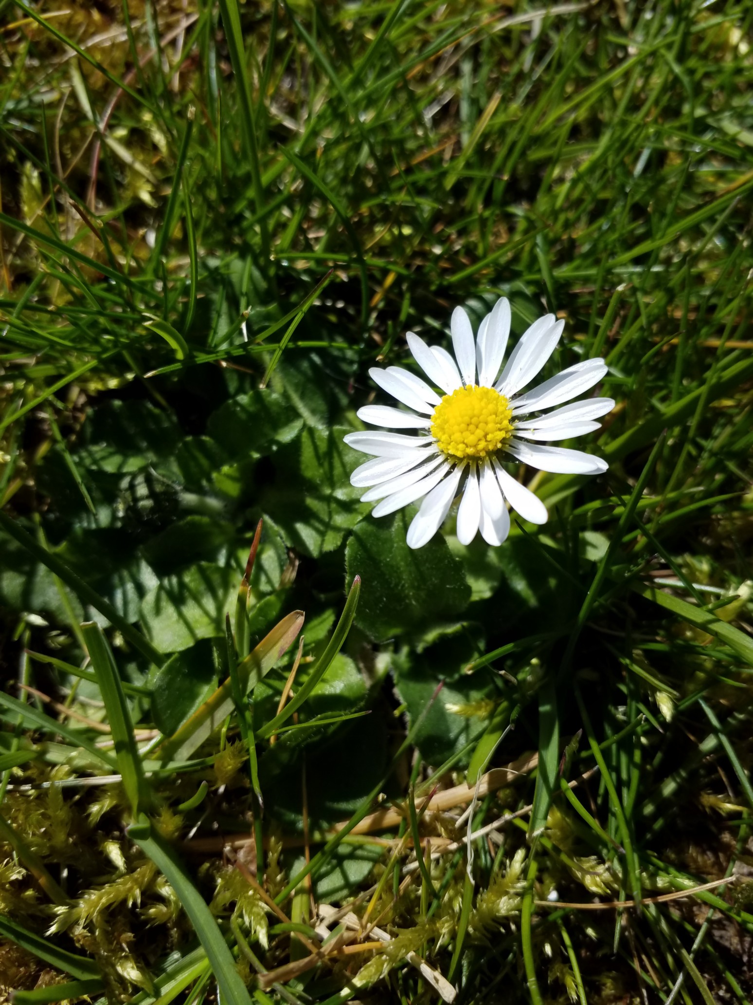 Annexe 20200330_154602.jpg