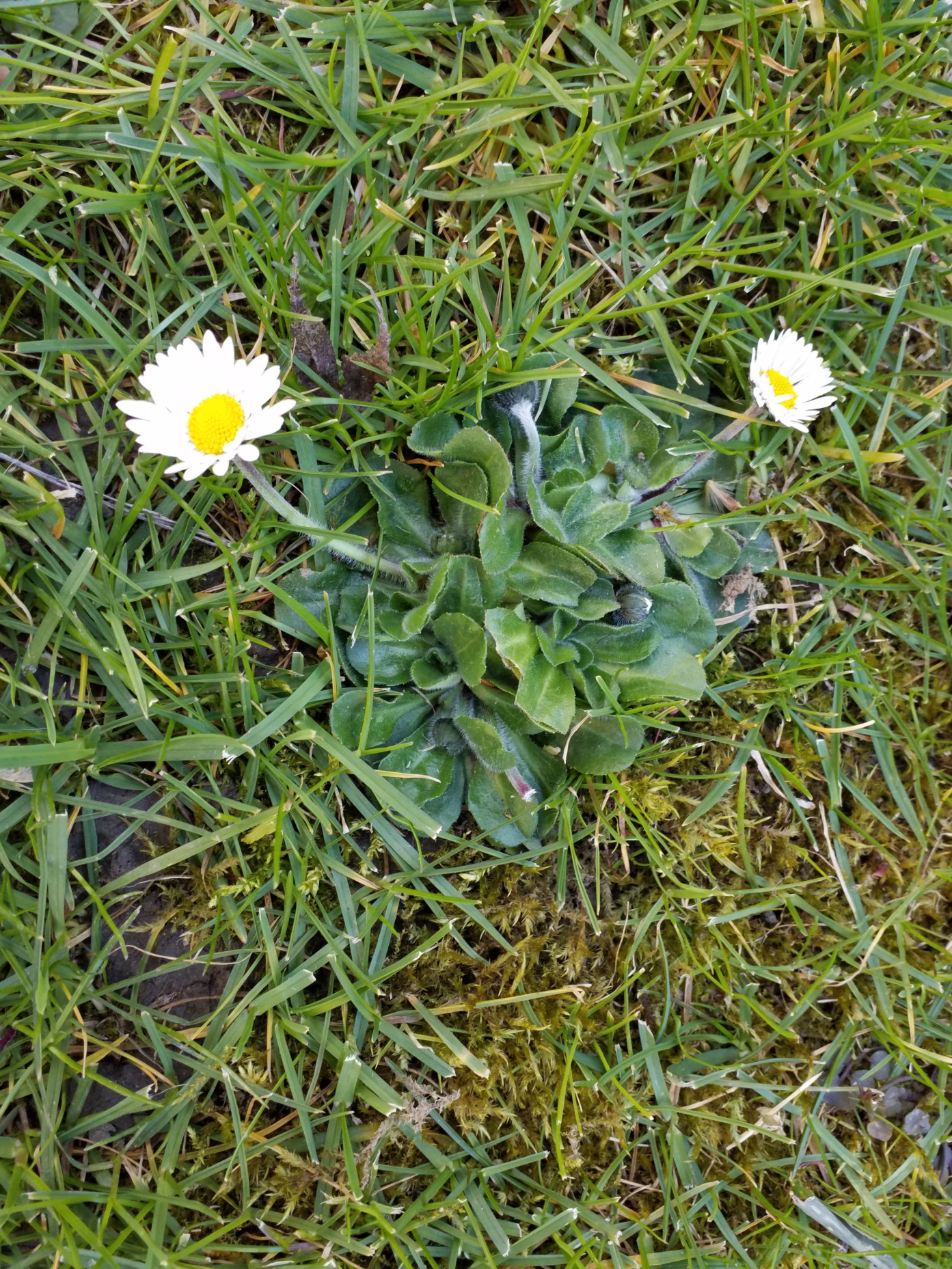 Annexe 20200330_154621_1.jpg