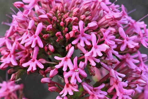 Annexe plante_inflorescence.jpg