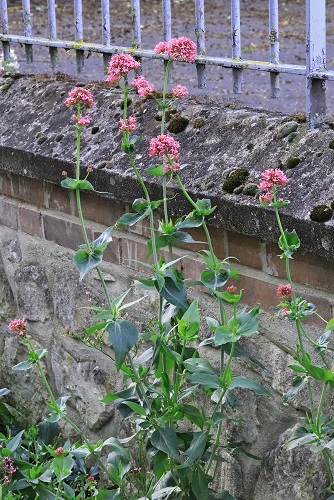 Annexe plante_vue_ensemble1.jpg