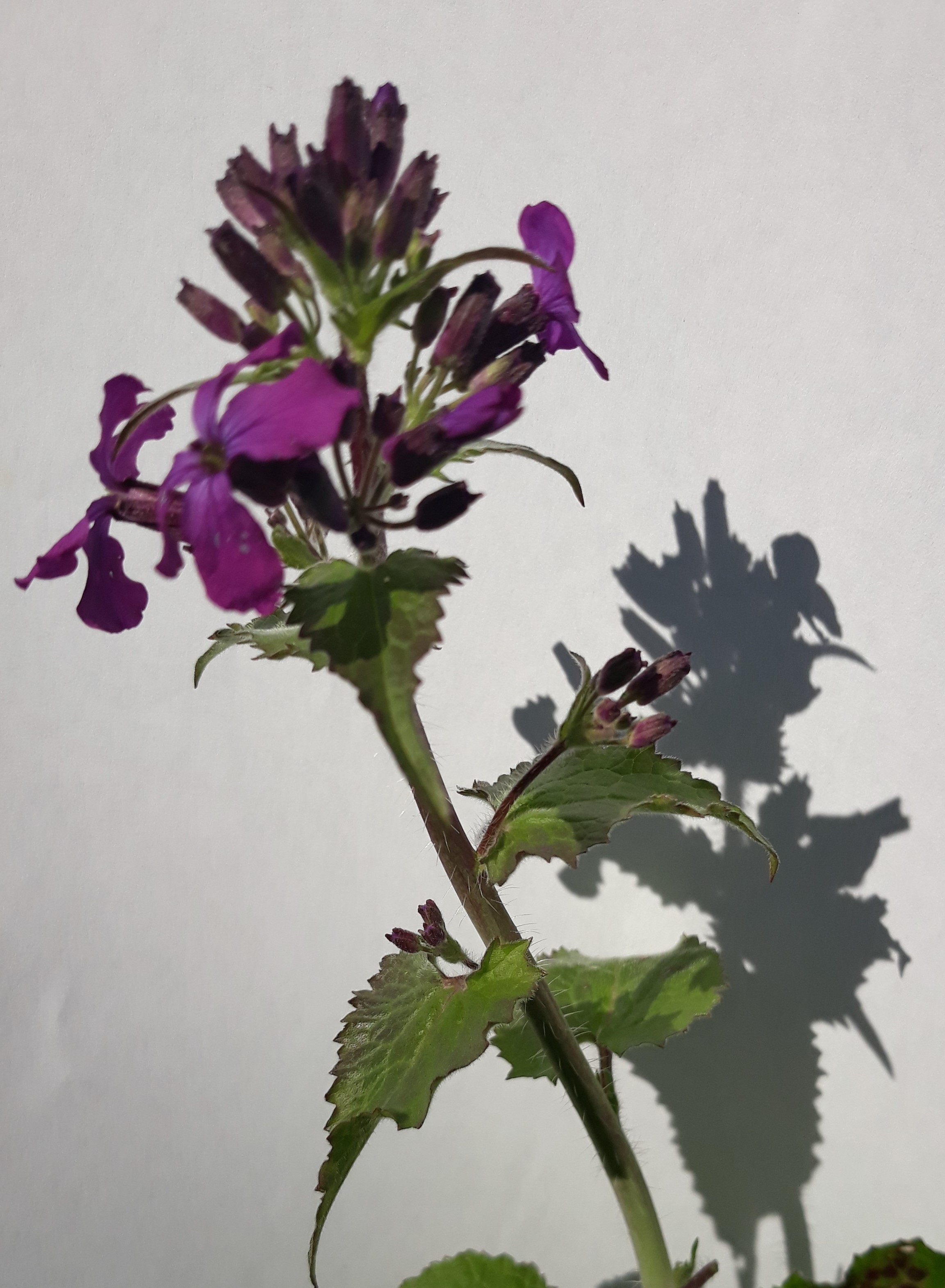 Annexe lamier_sur_fond_blanc.jpg