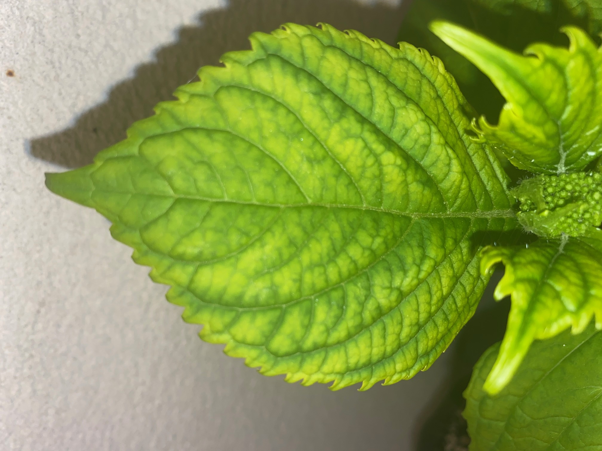 Annexe Hydrangea macrophylla feuille de base1.jpg