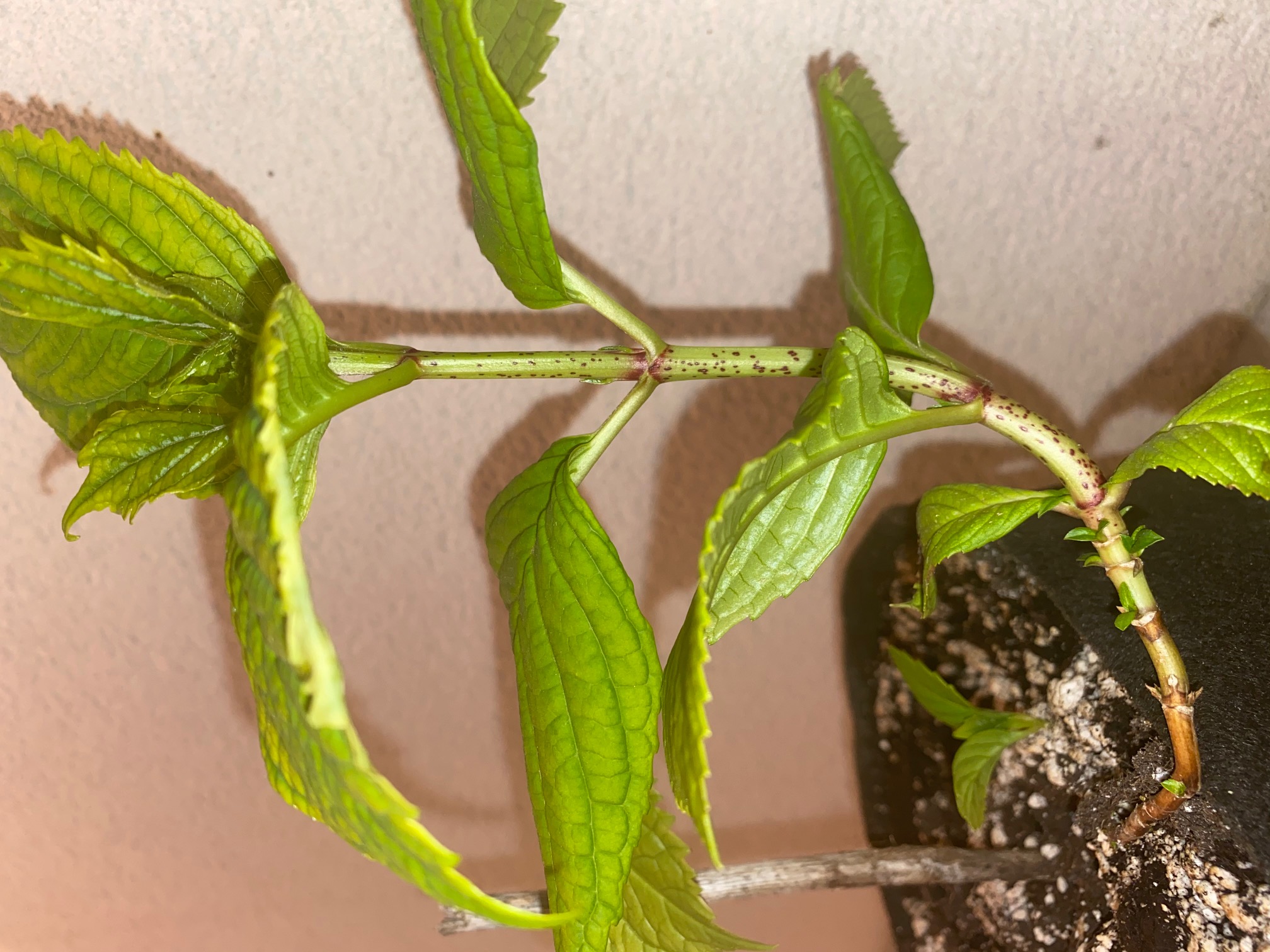 Annexe Hydrangea macrophylla feuille de tige1.jpg