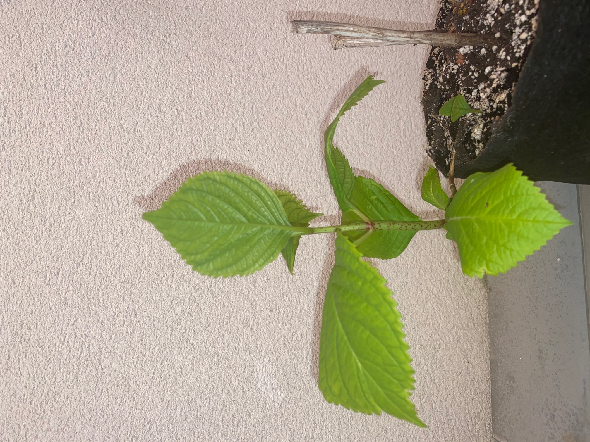 Annexe Hydrangea macrophylla vue globale1.jpg