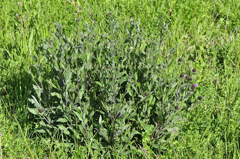 Annexe Centaurée jacée (Centaurea jacea L.) (01).JPG