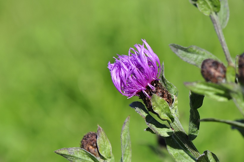 Annexe Centaurée jacée (Centaurea jacea L.) (3).JPG