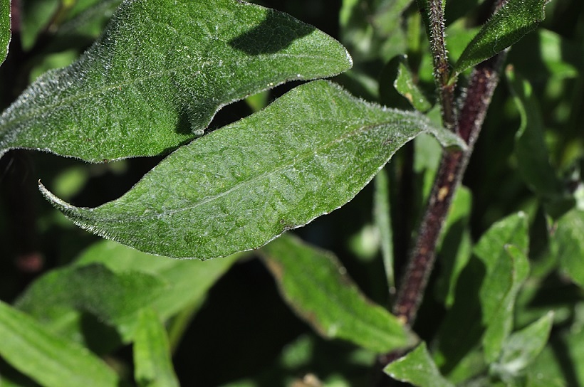 Annexe Centaurée jacée (Centaurea jacea L.) (4).JPG