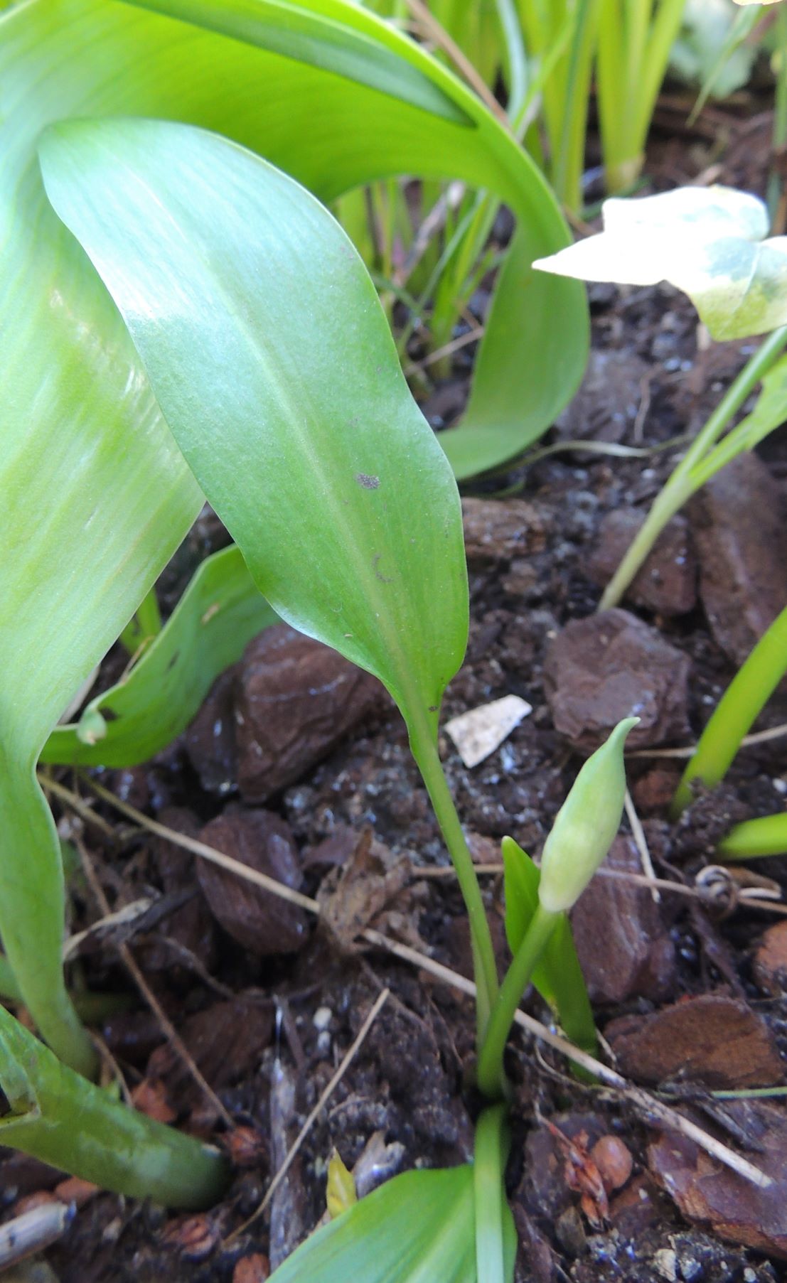 Annexe Ail_des_ours 2.JPG