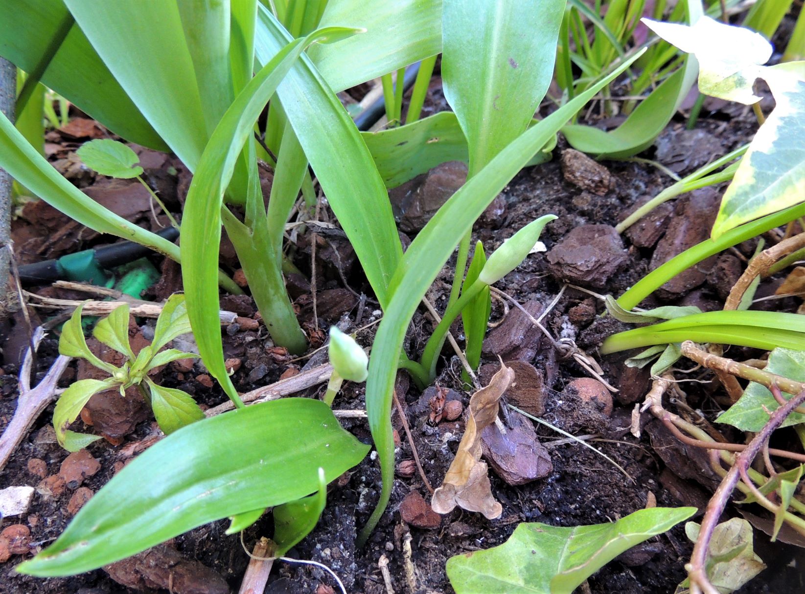 Annexe Ail_des_ours 4.JPG