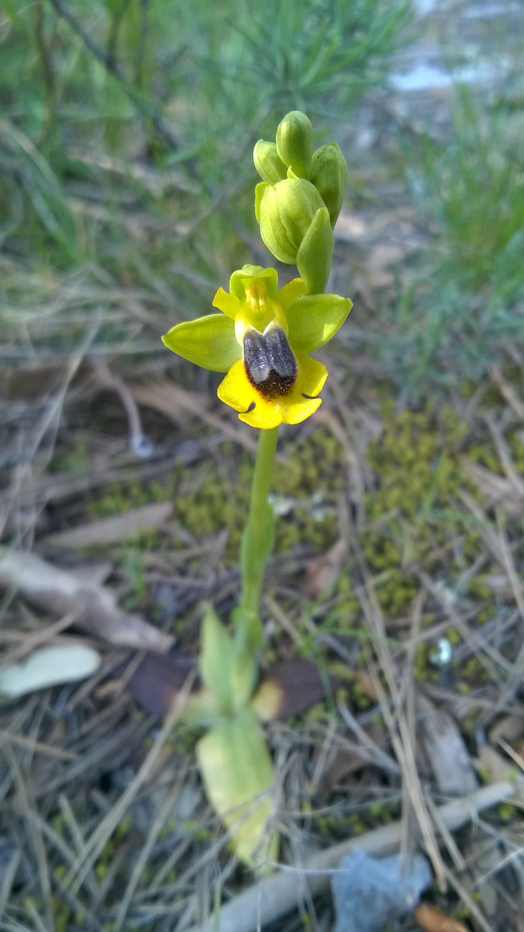 Annexe WP_20200402_011-min.jpg