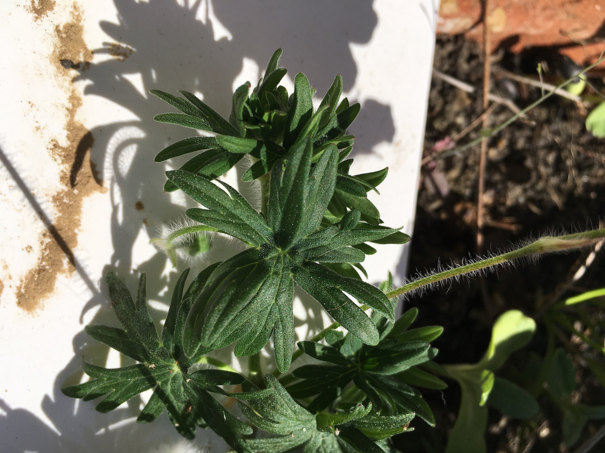 Annexe feuilles.jpeg