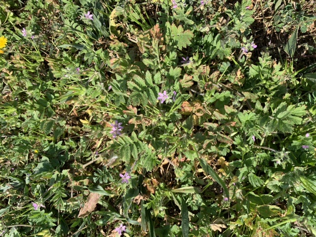 Annexe 347E8245-95B2-4967-A4E3-05BD3EAF970C.jpeg