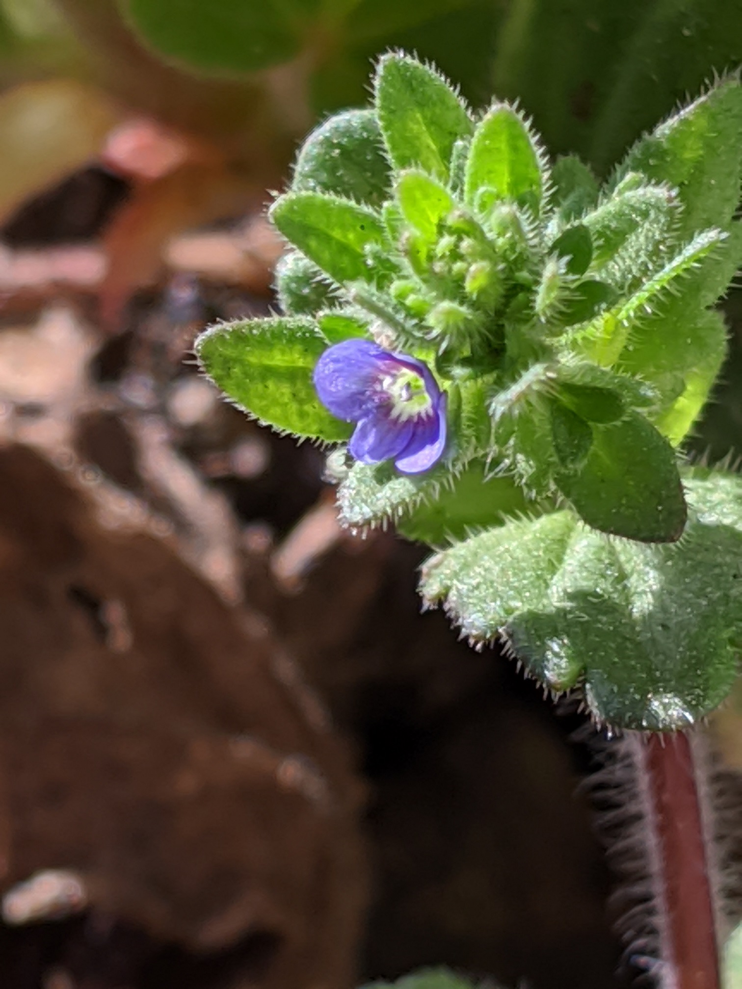 Annexe Plante mystérieuse-fleur.jpg