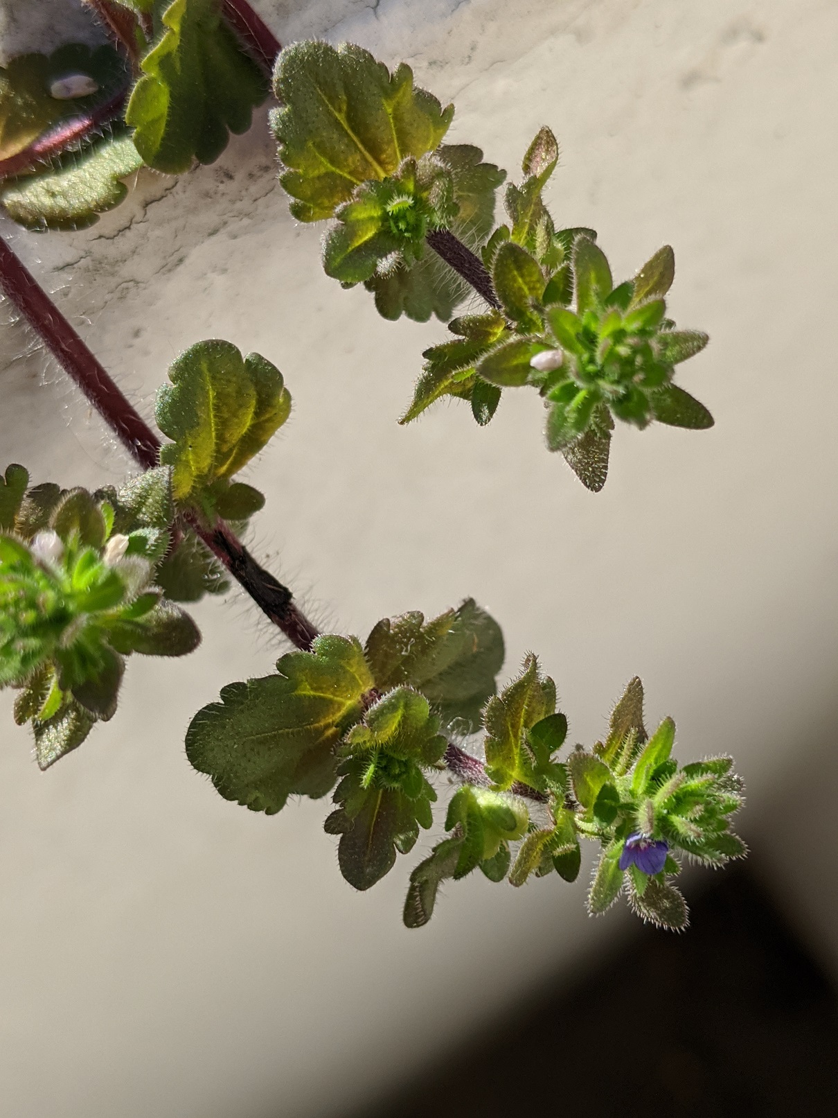 Annexe Plante mystérieuse-tige.jpg