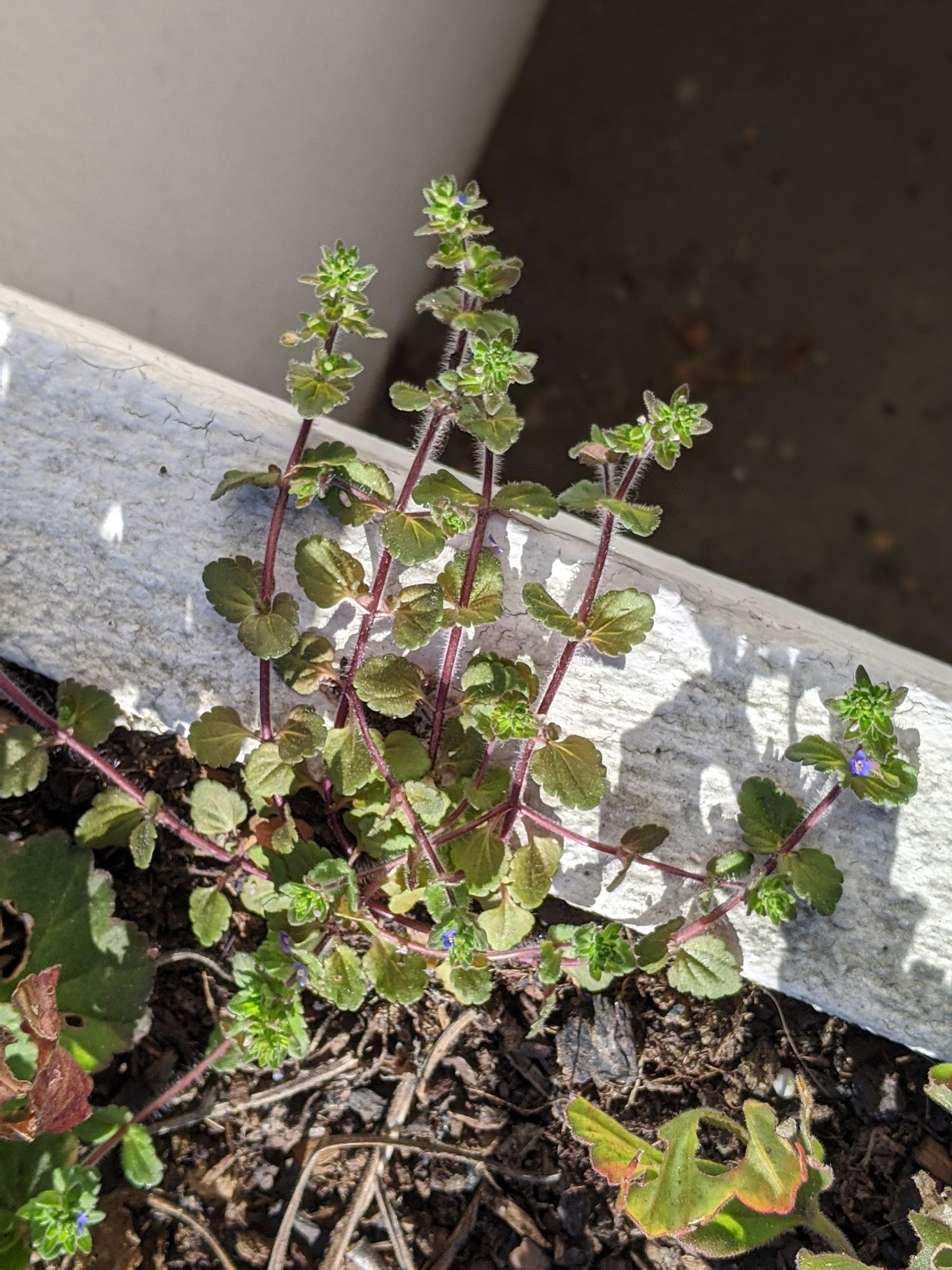 Annexe Plante mystérieuse-vue densemble.jpg