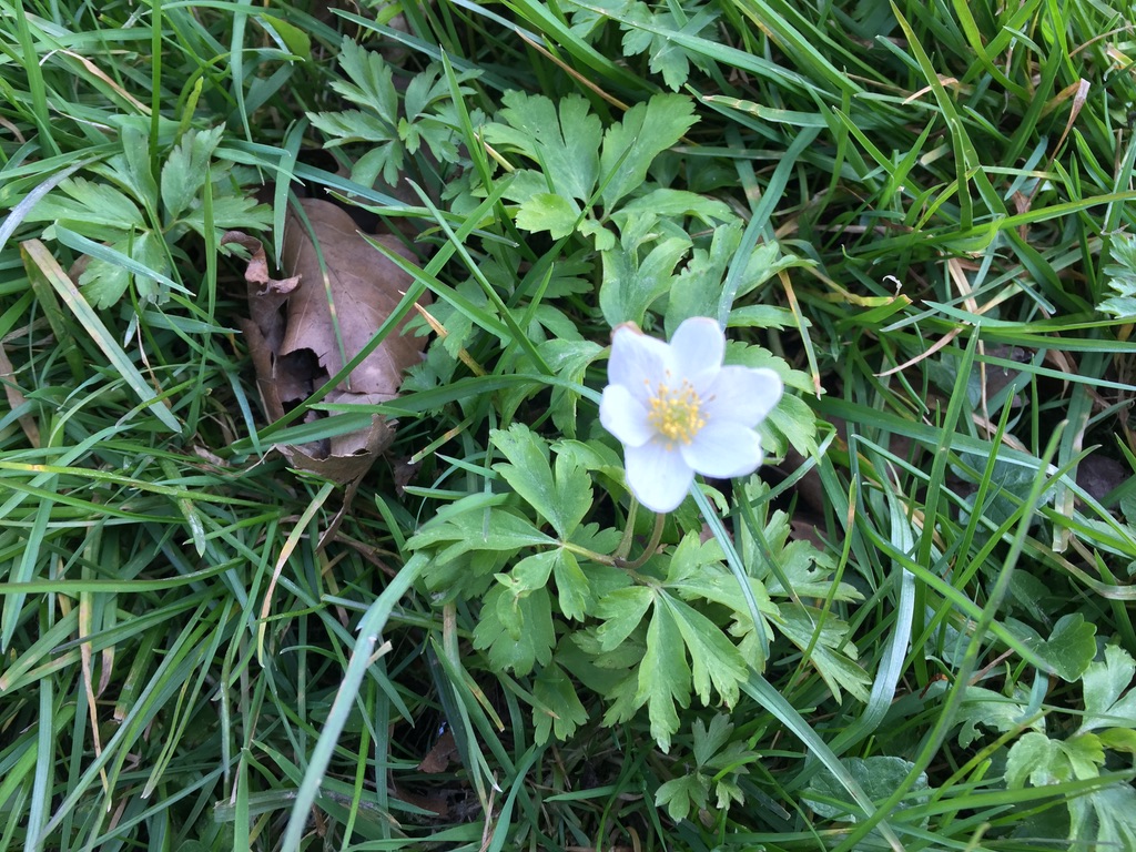 Annexe Anémone des bois.jpg