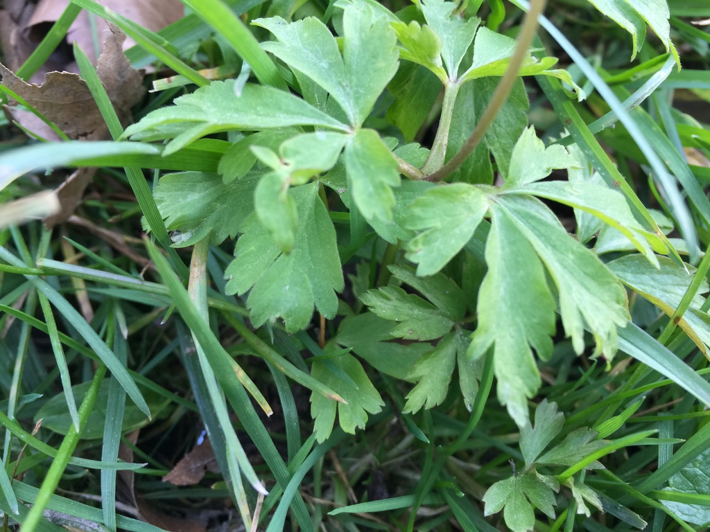 Annexe anémone-des-bois-2.jpg