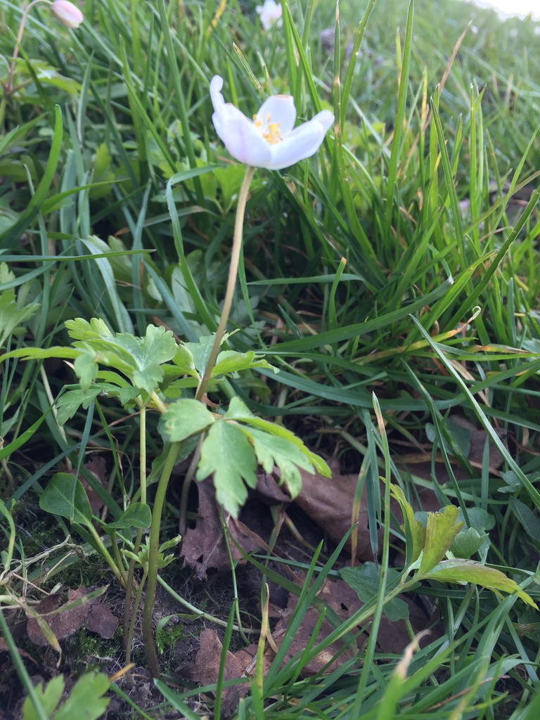 Annexe anémone-des-bois-3.jpg