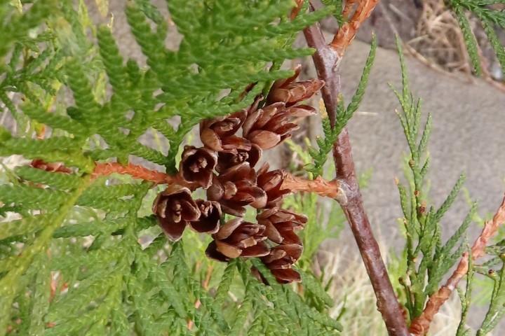 Annexe Thuya coccidentalis fruits fin hiver  IMG_9484 (Small).JPG