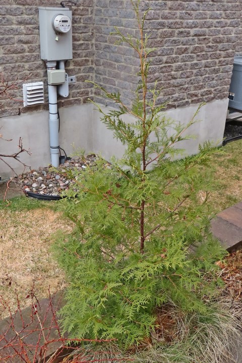 Annexe Thuya occidentalis IMG_9483 (Small).JPG