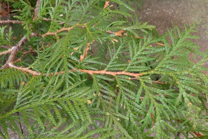 Annexe Thuya occidentalis feuilles IMG_9481 (Small).JPG