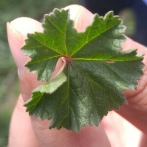 Annexe %alva sylvestris2.jpg