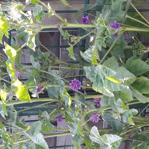 Annexe Malva Sysvestris.jpg