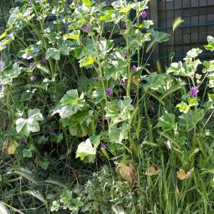 Annexe Malva sylvestris2.jpg