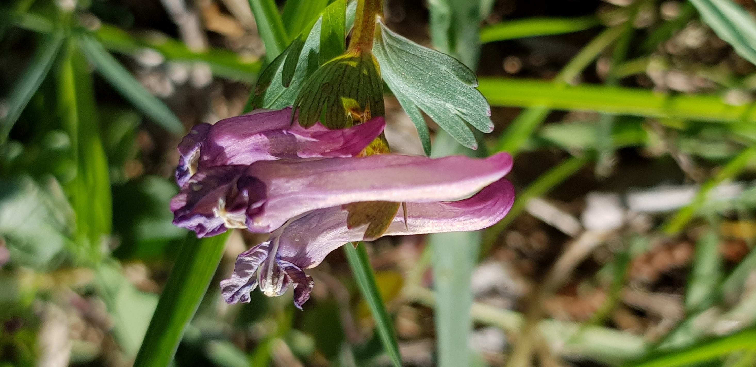 Annexe corydale à bulbe.jpg