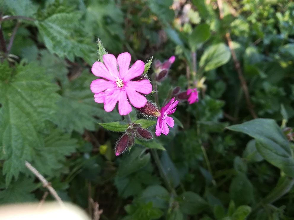 Annexe Compagnon rouge fleurs.jpg