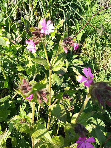 Annexe Compagnon rouge tige et feuilles.jpg