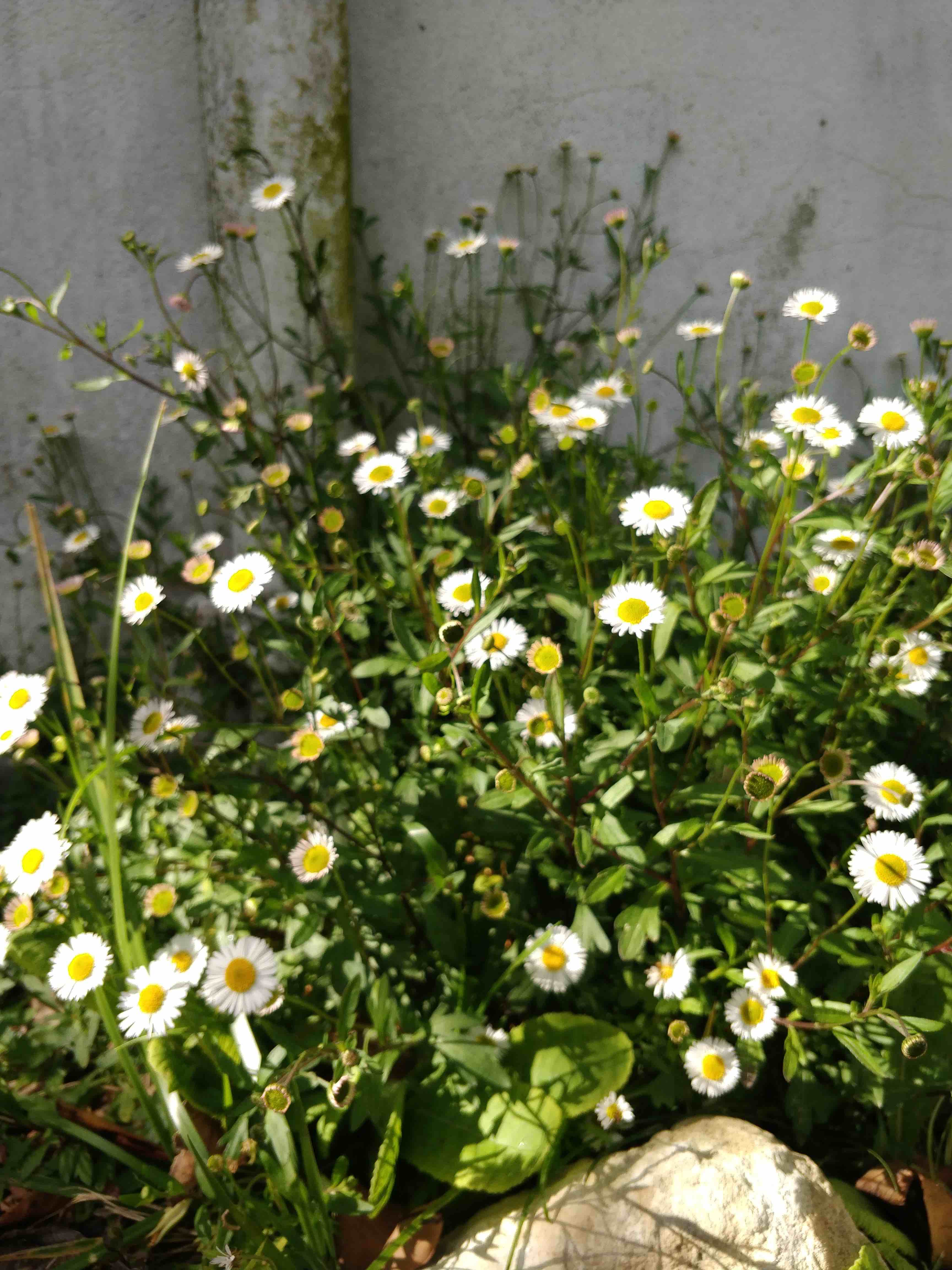 Annexe Erigeron_karvinskianus 1.jpg