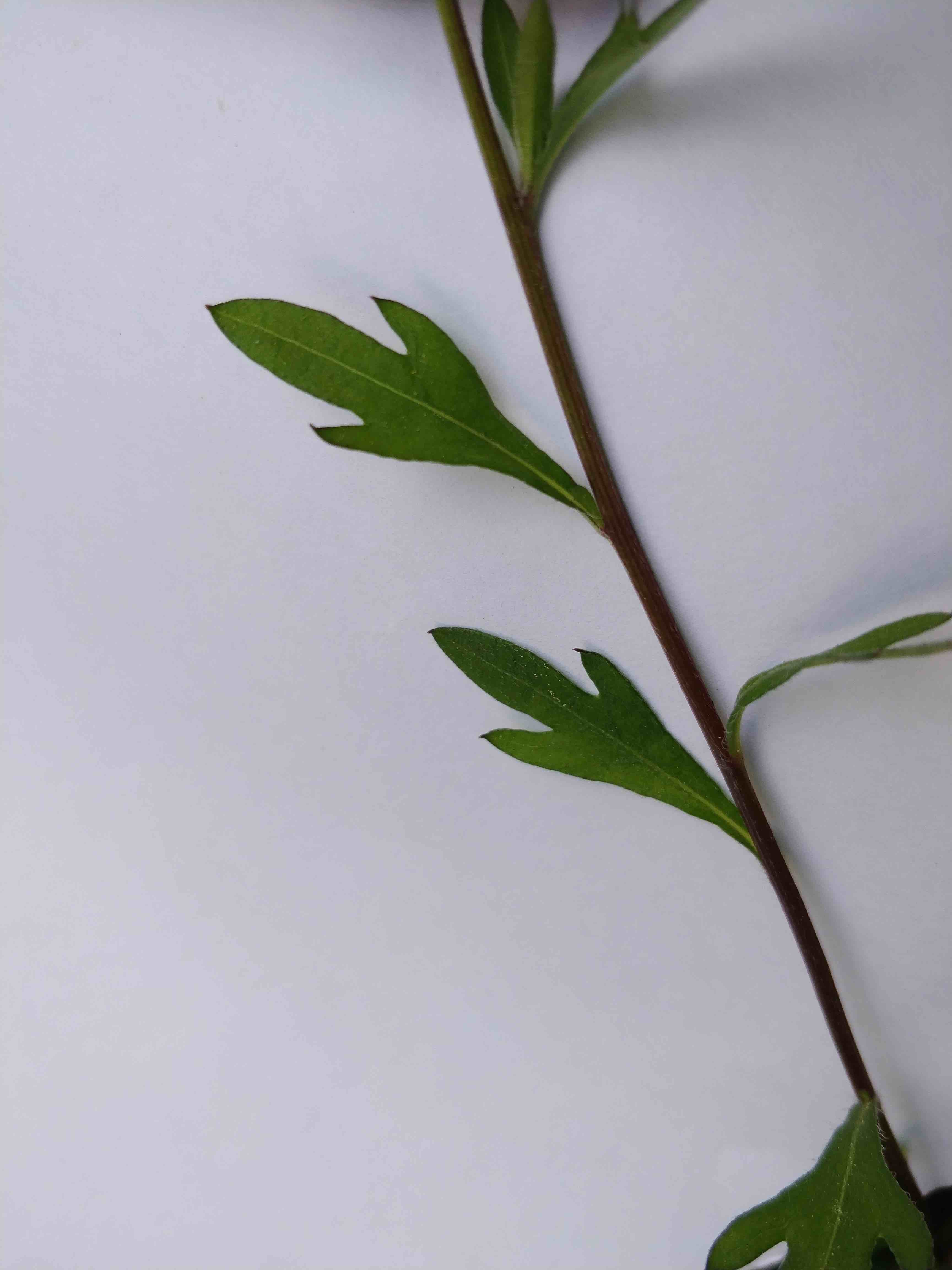 Annexe Erigeron_karvinskianus 3.jpg