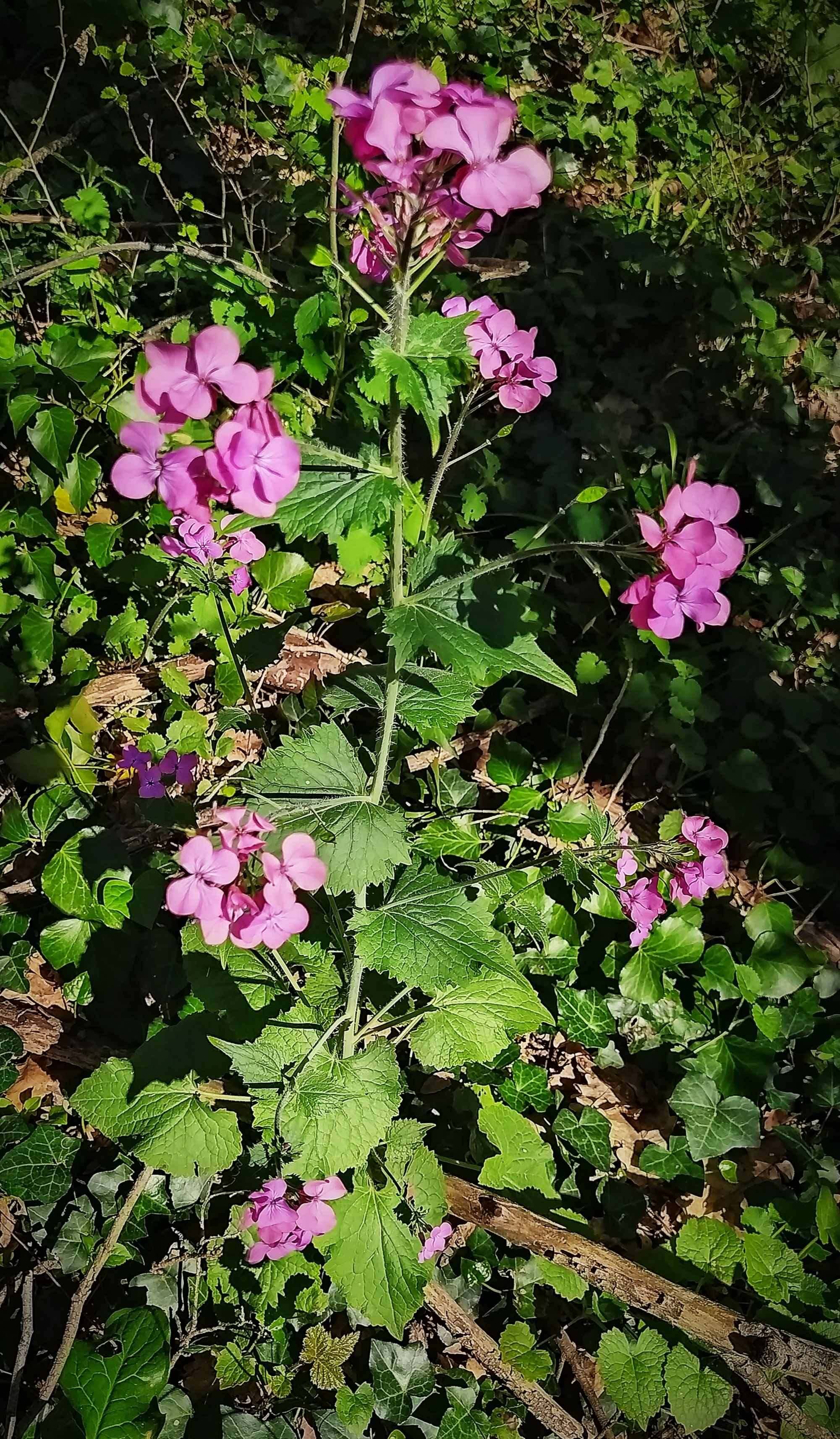 Annexe Lunaria annua 1.jpg