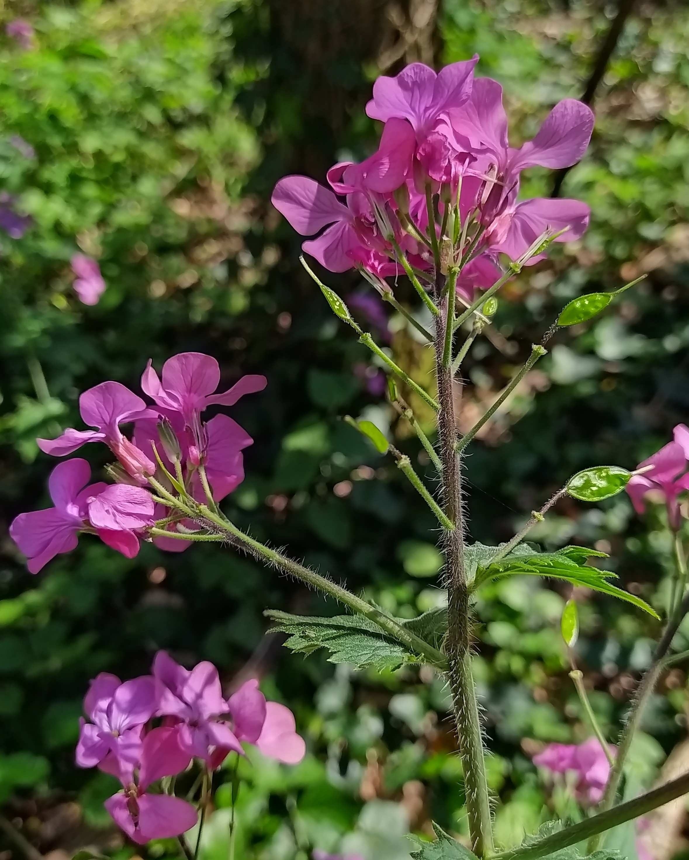 Annexe Lunaria annua 2.jpg