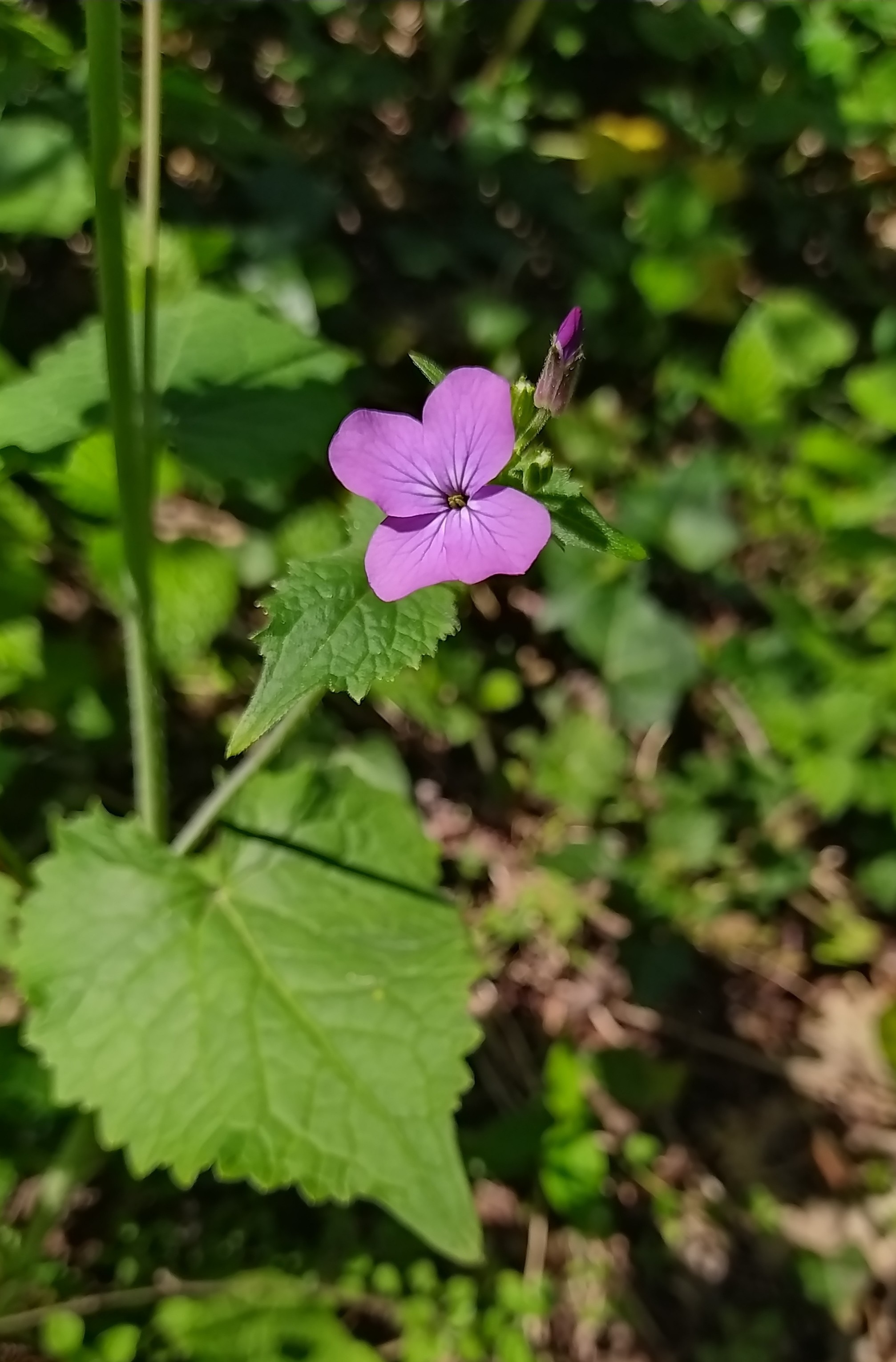 Annexe Lunaria annua 3.jpg