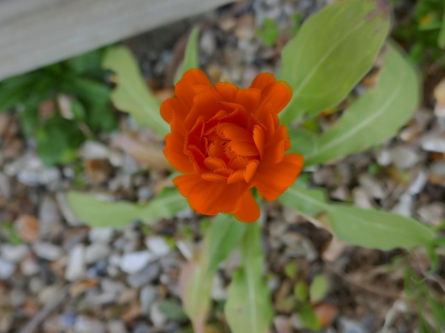 Annexe P1020389 (Petit).JPG