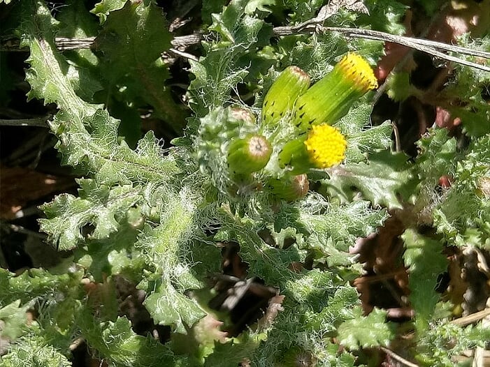 Annexe sénéçon.jpg