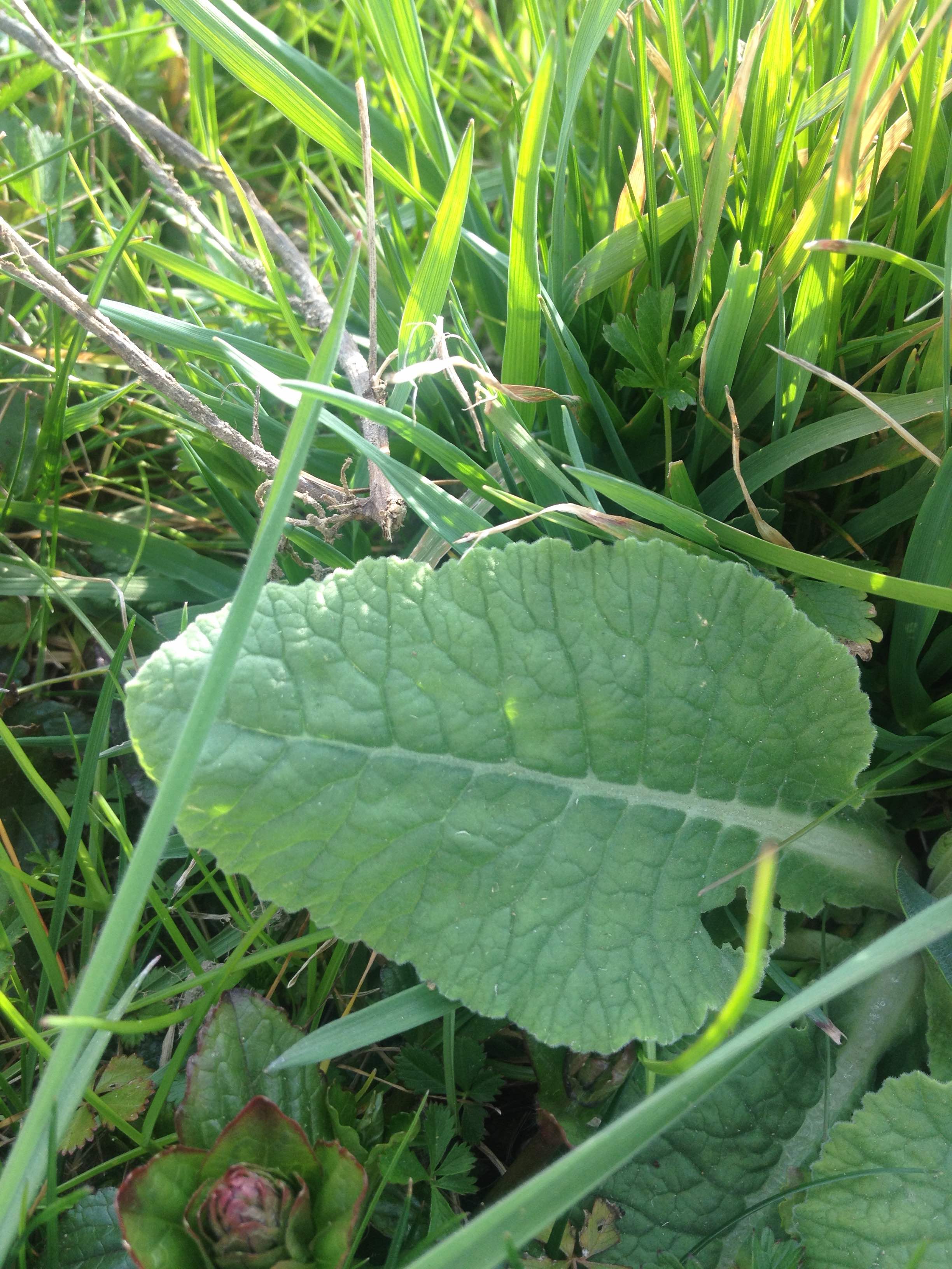 Annexe Vue feuille de base primevère officinale.jpg
