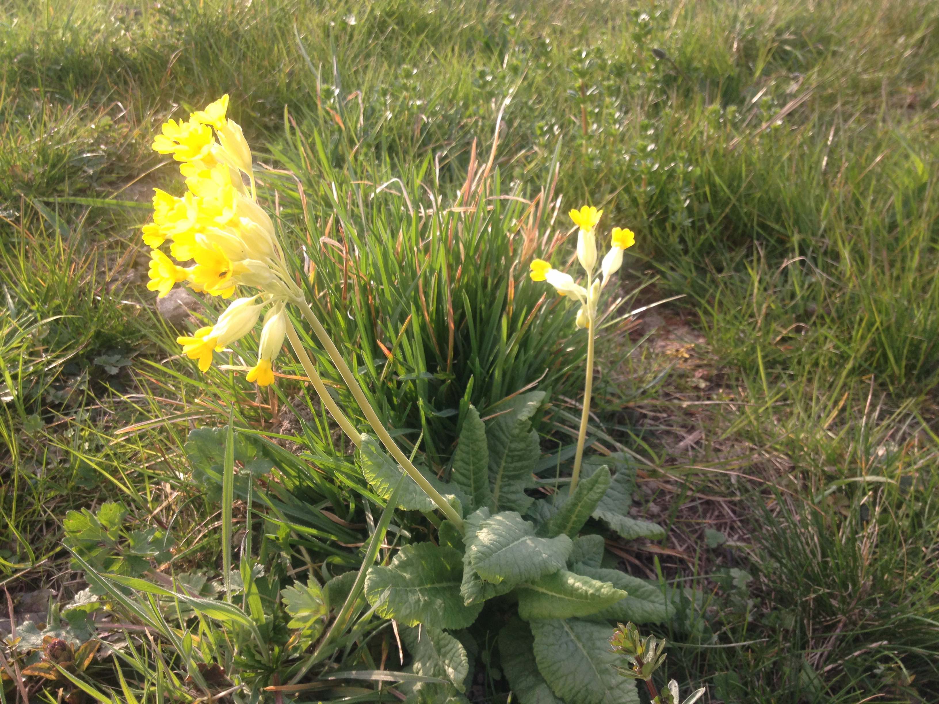 Annexe Vue fleur de profil primevère officinale.jpg