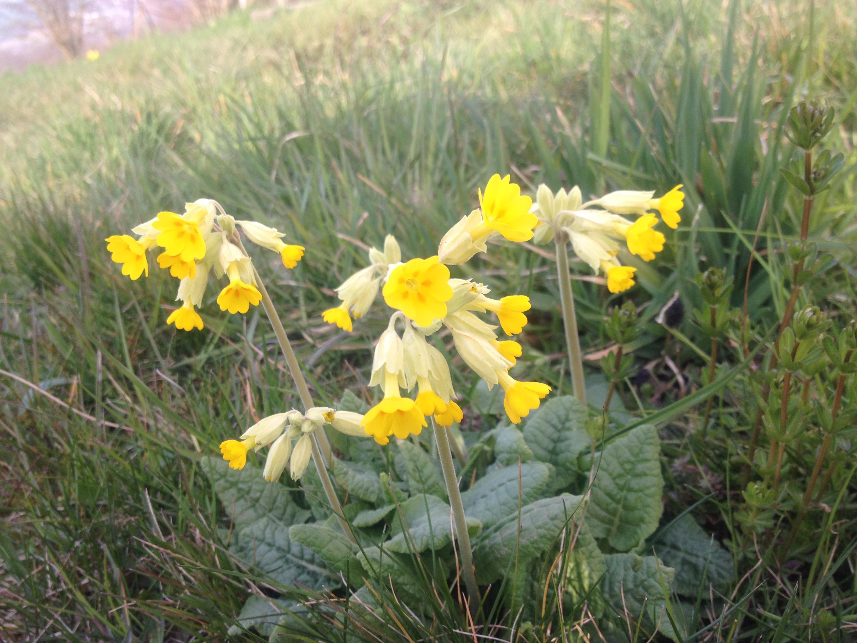 Annexe Vue globale primevère officinale.jpg