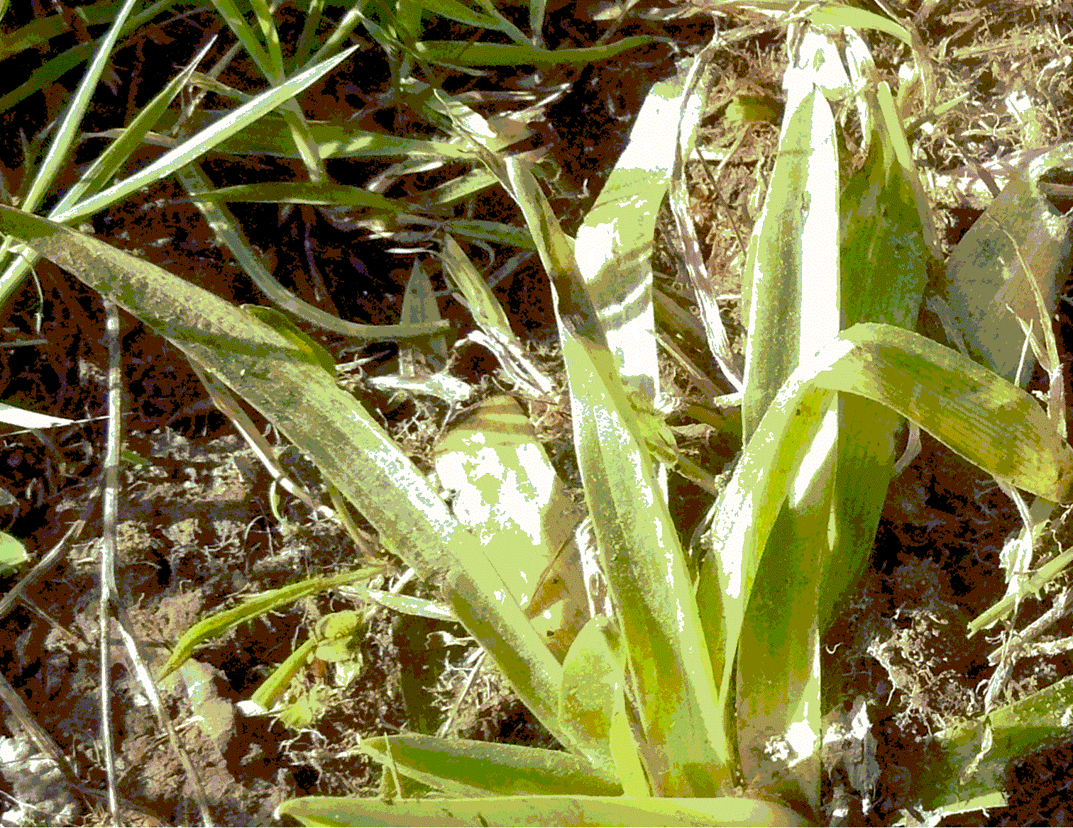 Annexe Feuilles au pied.gif