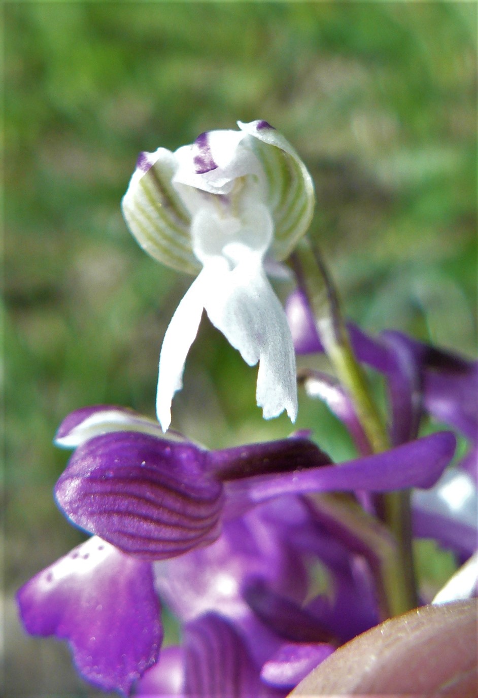 Annexe Gros plan deux fleurs Face et Profil.jpg
