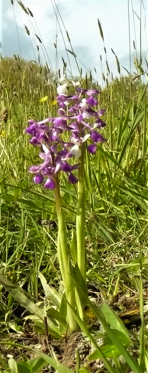 Annexe Plan d ensemble c.gif