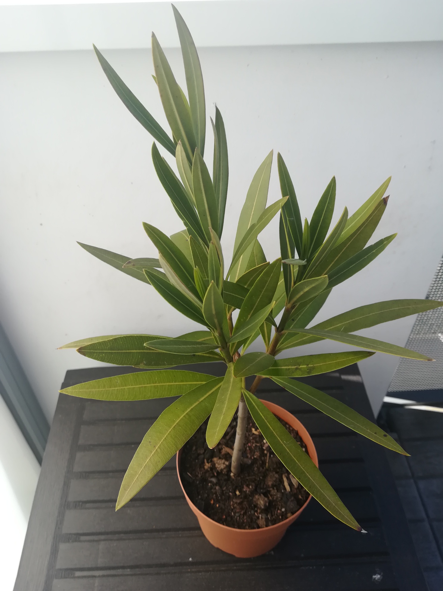 Annexe vue densemble.jpg