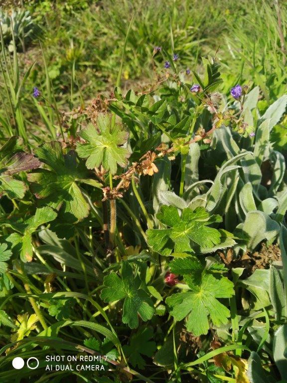 Annexe IMG_20200402_171509.jpg