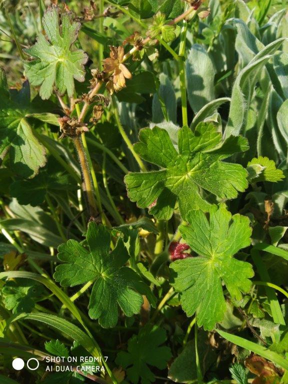 Annexe IMG_20200402_171531.jpg