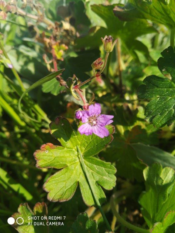 Annexe IMG_20200402_171559.jpg